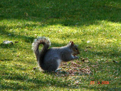 Squirrel2.jpg