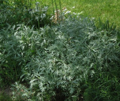 Artemisia_ludovicia_040504.jpg