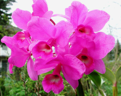 Cattleya_bowringiana_Casa_Luna.jpg