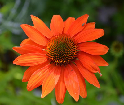 Echinacea-Sämling6.15-4.jpg