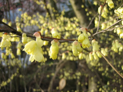 Corylopsis_pauciflora__Scheinhasel.jpg
