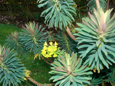 euphorbia.jpg