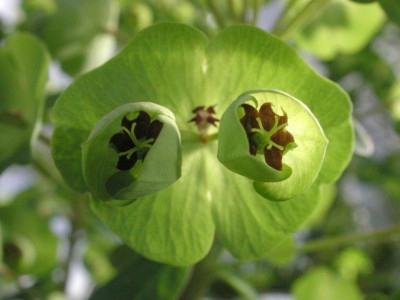 Euphorbia_Martinii.jpg