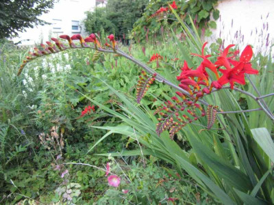 crocosmia Lucifer.jpg