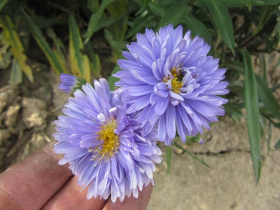 aster M Ballard.jpg