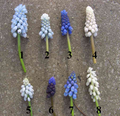 Muscari_Connection.jpg