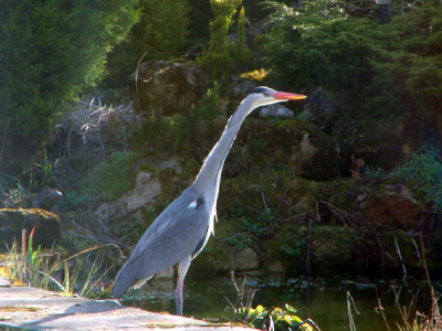 heron2.jpg