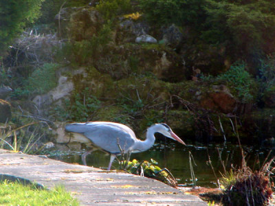 heron4.jpg