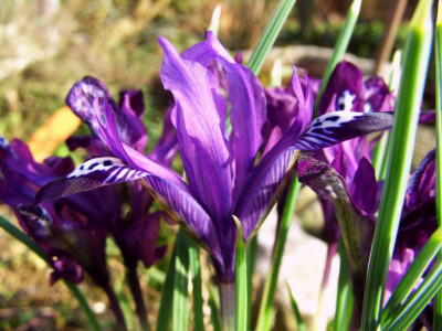 Iris_reticulata_welche.jpg