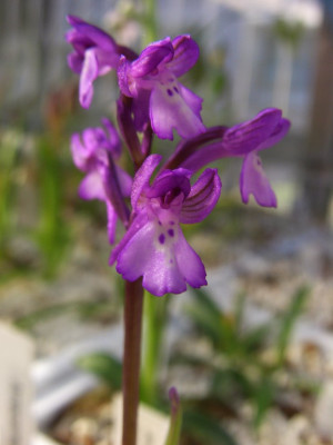 Anacamptis_boryi.jpg