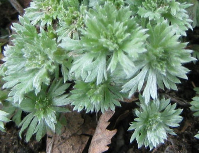 Artemisia_schmidtiana_20060405.jpg