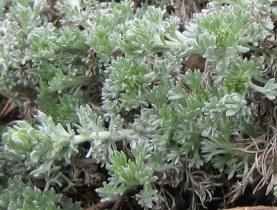 Artemisia_unbekannt_20060405.jpg