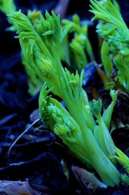 Dicentra_1_01-04-2006.jpg