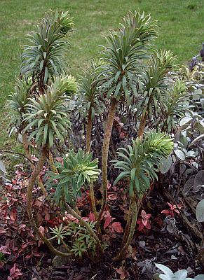 Euphorbia_ch..jpg
