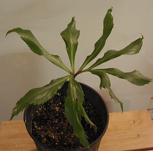 Helleborus_thib._chen.jpg