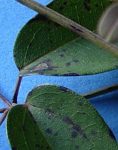 Akebia_quinata_Blattmakro.jpg