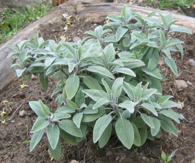 Salvia_officinalis_Turk20060405.jpg
