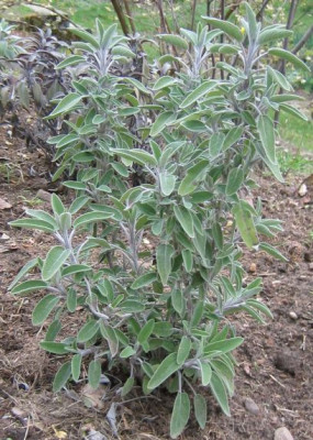 Salvia_officinalis_Italy_20060405.jpg