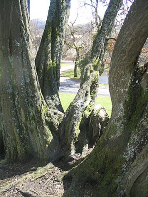 Carpinus_betulus_Bild_2.jpg