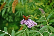 imm012_13A.jpg