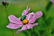 imm013_14A.jpg