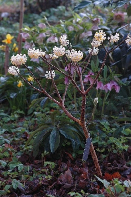 Edgeworthia-gesamt.jpg