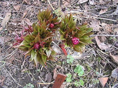 Paeonia_mairei_fars_2.jpg