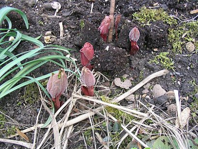 Paeonia_mascula_fars.jpg