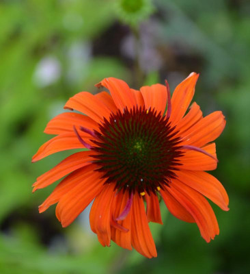Echinacea-Sämling2.15-2.jpg