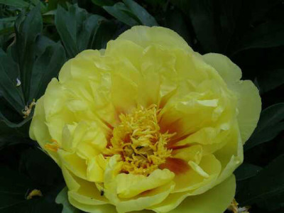 IMGP2562-Itoh-Hybride.jpg