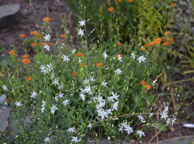Anthericum_liliago.15-1.jpg