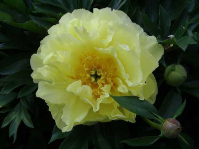 IMGP2563-Itoh-Hybride2.jpg
