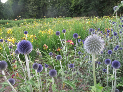 Echinops 4.7.15 ue.JPG