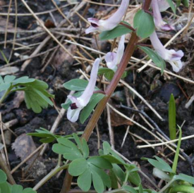 Corydalis.jpg