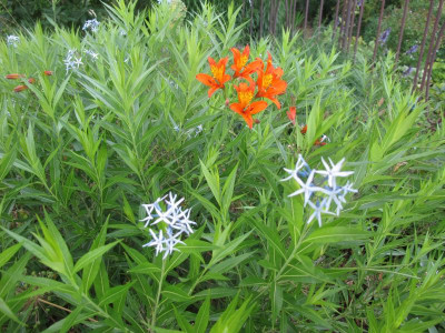 Amsonia 1.7.15 ue.JPG