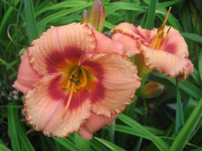 Strawberry Candy_1096.jpg