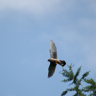 turmfalke_4993.jpg