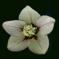 Helleborus_orientalis_Kuemmerchen_frontal.jpg