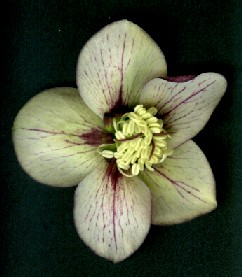 Helleborus_orientalis_Kuemmerchen_Seite.jpg