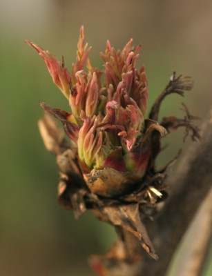 paeonia_delavayi_austrieb_3015.jpg