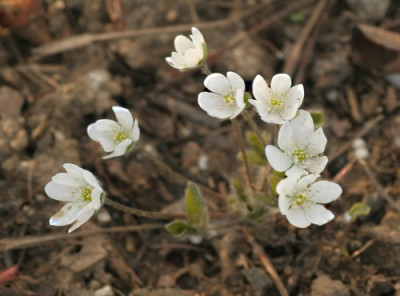 hepatica_weiss_katrin_3025.jpg