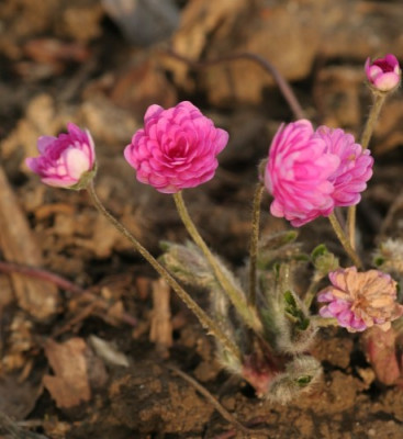 hepatica_rot_gefuellt_2992.jpg