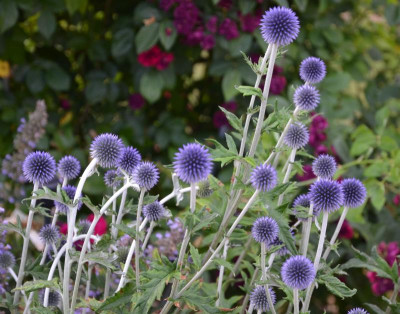 Echinops-Veitch’s Blue.15-2.jpg