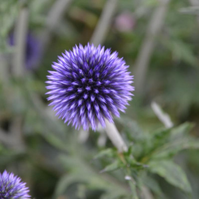 Echinops-Veitch’s Blue.15-1.jpg