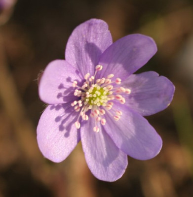 hepatica_nobilis_2975.jpg