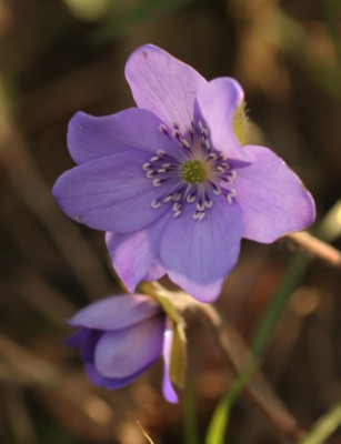 hepatica_transsilvanica_blue_jewel_2980.jpg