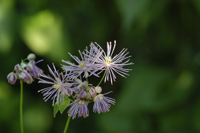 thalictrum_5034.jpg