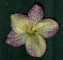 Helleborus_orientalis_Kuemmerchen_Ruckseite.jpg