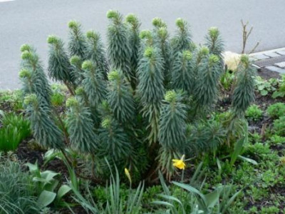 EuphorbiaCharaciasWulfenii12.jpg