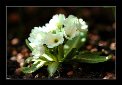 Primula_weiss_1_06-04-2006.jpg